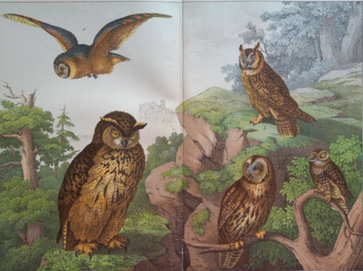 Ornithology, Eagle Owl, Owls, Little Owl.....lithograph.1886