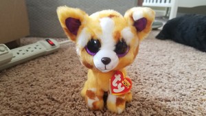 pablo ty beanie boo