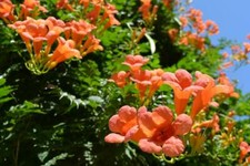 35 Graines de Jasmin de Virginie Bignone Méthode BIO fleur Mellifère grimpante