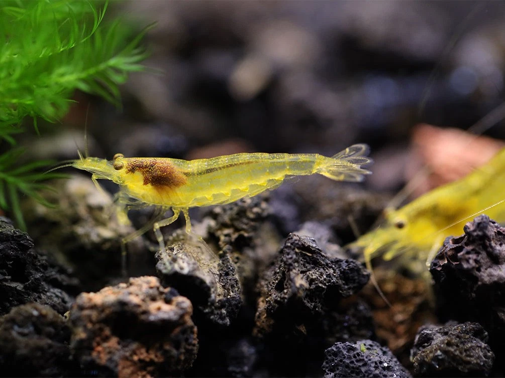 Aqua Shrimp出品 Freshwater Shrimp For Sale | Aqua Atomic