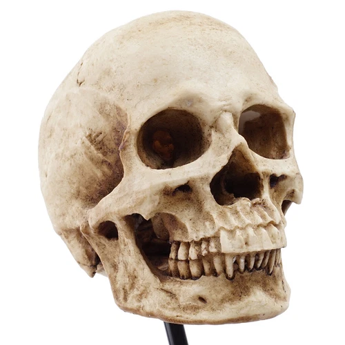 Menschlicher Totenkopf Kopf Halloween Horror Dekoration Grusel Figur Realistisch Statue - Bild 3 von 7