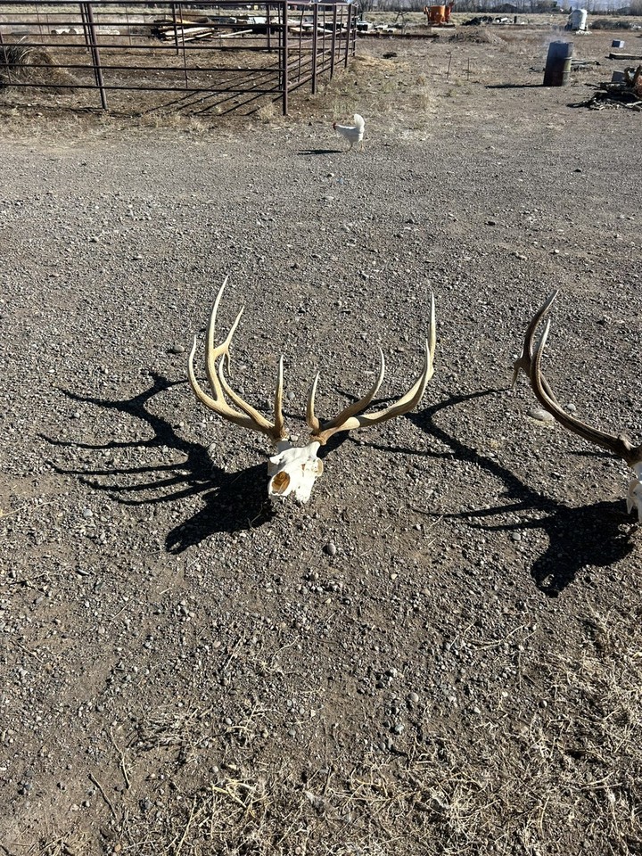 Best Elk Rack Beautiful 6x7 Elk Rack ~ Barn Decor ~ Elk Antlers ~ READ LISTING | eBay