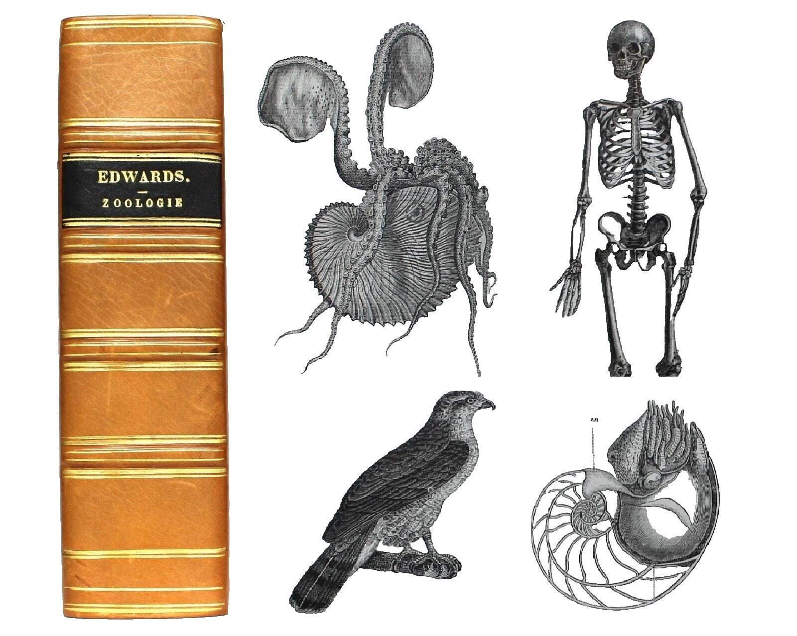 Leather Science & Medicine Antiquarian & Collectible Books in French