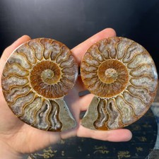 A pair Natural ammonite fossil conch Crystal specimen healing random 1PC