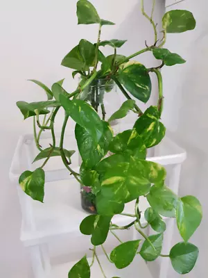 Money Plant With Ikea Jar Plants Gumtree Australia Ryde Area Money Plant With Ikea Jar