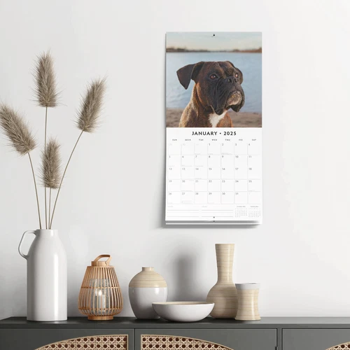 Boxers 2025 Square Wall Calendar