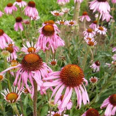 Echinacea angustifolia 20 Bio Samen | Heilzapfenblume | mehrjähriges Kraut