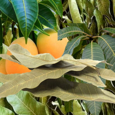 Dried Organic Mango Leaves 50 Mangifera 100% pure Natural for tea sri lanka