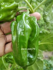 Scotch Bonnet Pepper Hot Chilli seeds Dark Green Scotch Bonnet up to 50 seeds