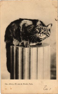 CPA AK CATS (1340706)
