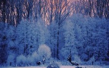 Landscape winter snow nature outdoors ice cold Custom Gaming Mat Desk