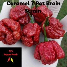 (15) Caramel 7 Pot Brain Strain Pepper Seeds