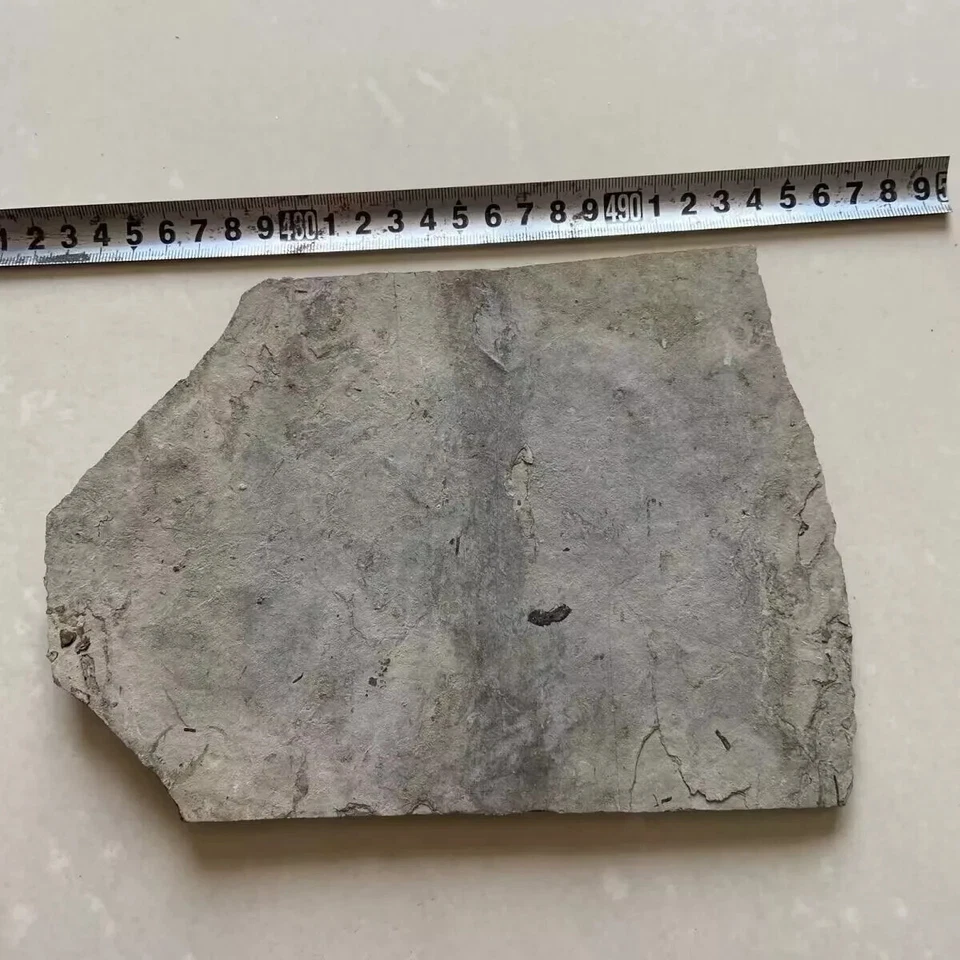 Unique Real Turtle Fossil Rare Chinese Best Triassic Keichousaurus Collection - Image 3 of 4