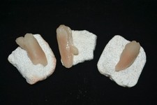 stilbite on mordenite lot 3 Nos Mineral Specimen – India #1941