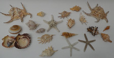 VINTAGE SEA SHELL COLLECTION - NICE DECORATIVE LOT - CONCH SPIDER STAR FISH CONE