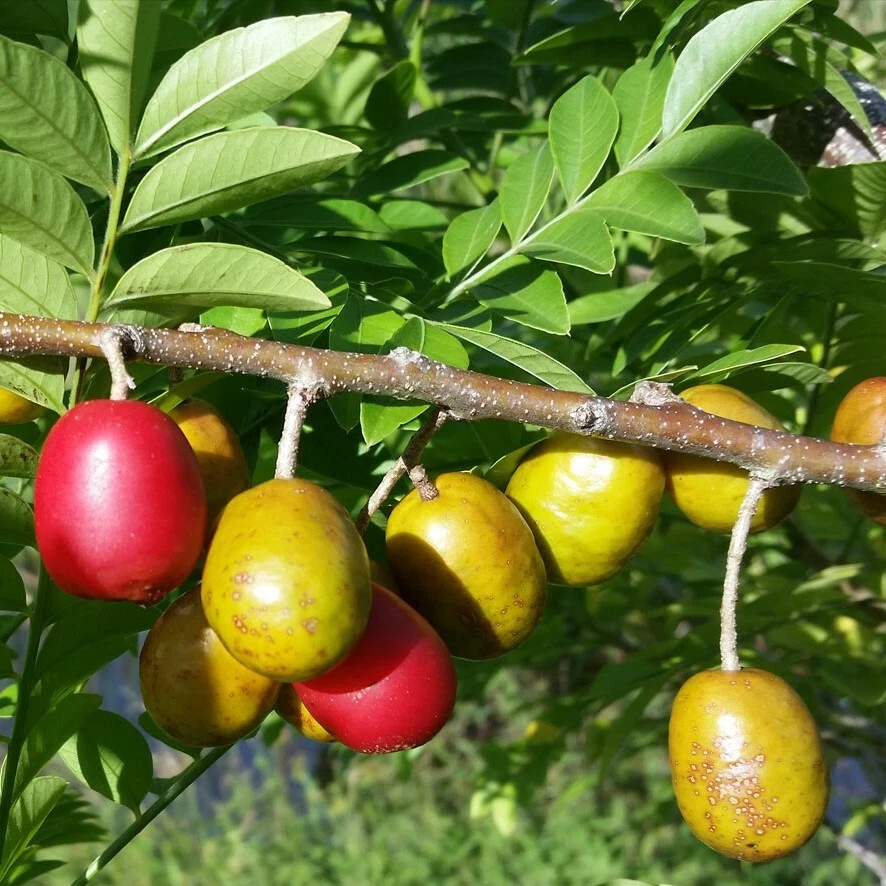 Jocotes outlet
