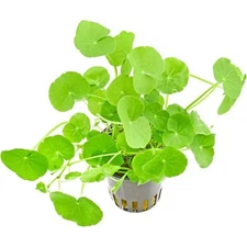 BUY 2 GET 1 FREE Pennywort Brazilian (Hydrocotyle Leucocephala) Aquarium Plants