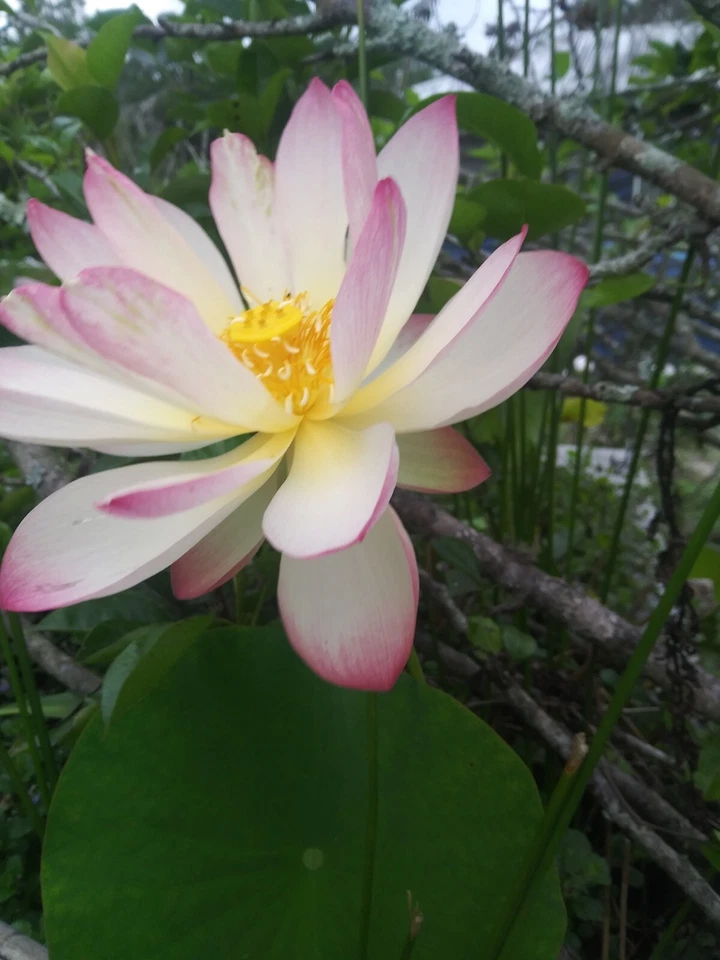 1 Tubérculo Rosa Bonita Princesa Payton Loto - Sin Estanque - ¡Sin Prob! Envío gratis Foto 3 de 4