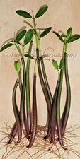 10 Mangroves Live Plant- Red Mangrove Seeds - Aquarium Saltwater Freshwater Tank