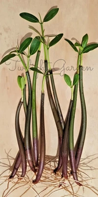 10 Mangroves Live Plant- Red Mangrove Seeds - Aquarium Saltwater Freshwater Tank