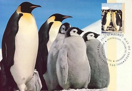 AAT AUSTRALIAN ANTARCTIC TERRITORY ANIMAL BIRD PENGUIN maxicard 1992 #L87 Mi 94