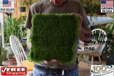 1 huge mat dwarf baby tears carpet Aquarium aquascaping planted tank  10x10inc  