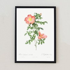 Antike Blume Botanische Illustration Vintage Retro A4 Wohndeko Wandkunstdruck