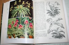 Fachbuch Orchideen Pflege  Zucht Vermehrung Bildteil 1969 DDR