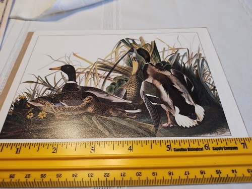 4 John J Audubon 5"x7" Vogel Lithographien von Originalplatten Neu in Verpackung siehe Bilder - Bild 10 von 12