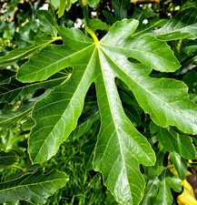 10 X Fresh Organic Fig Leaves Grown in UK Edible Culinary Herb Ficus Carica