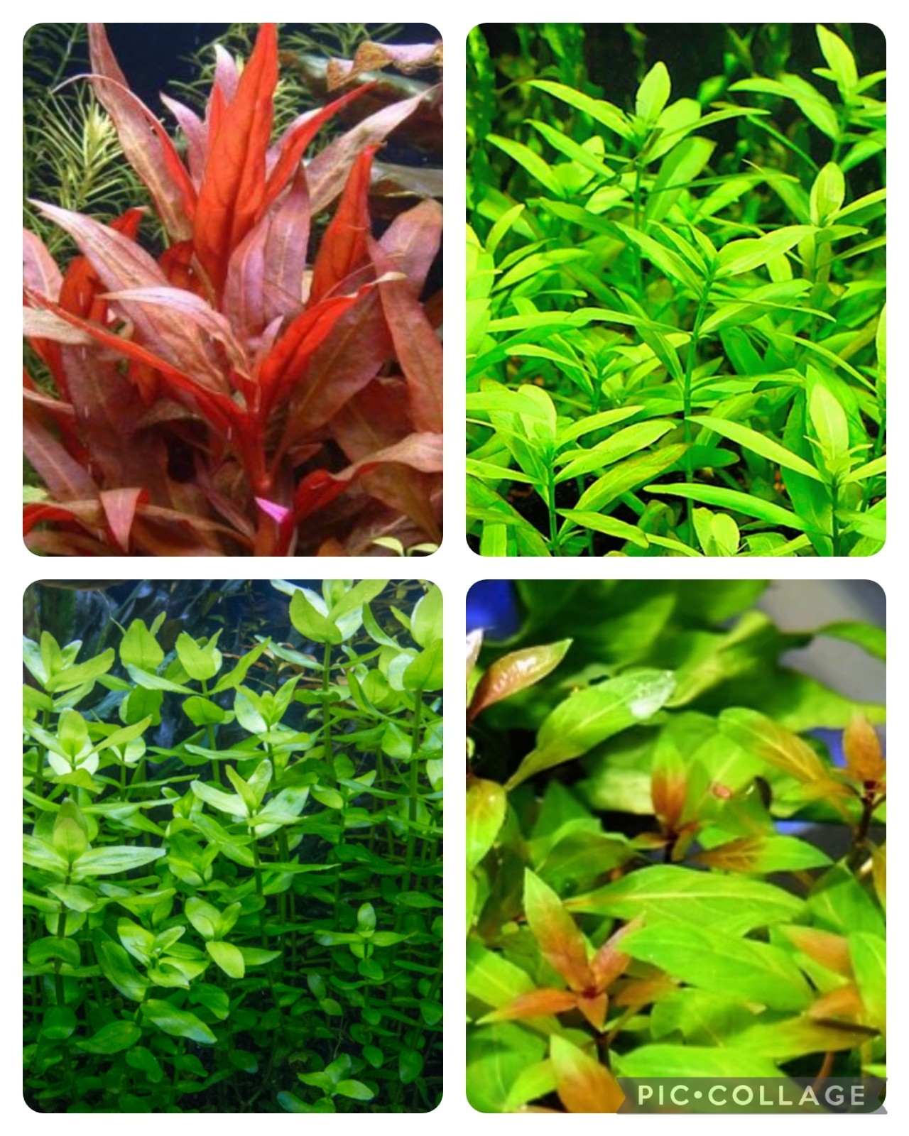 PIANTE PIANTA LOTTO ACQUARIO : CRESCITA RAPIDA, OSSIGENANTI, ROSSE, PRATINO foto 2