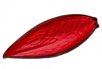 NaDeco  Canoinha rot | Dauschote | Funtumia Frucht | Exotische Dekoration