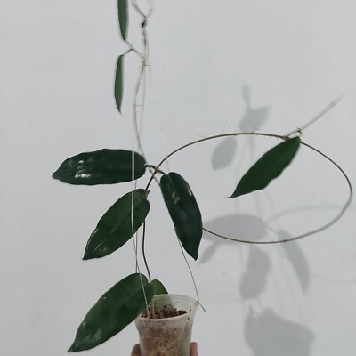 Hoya Stenakei Sp Papua Real Pickture. Free phytosanitary Ship By DHL Express.