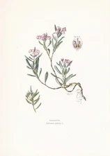 1960 BOG ROSEMARY Print - Botanical Wall Art - Vintage Plant - 7.5 x 10.6 Inches