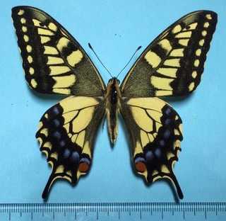 Papilio machaon hippocrates Male summer form Aichi Japan
