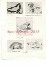 5 Studies , J Downman, Book Illustration (Print), 1907