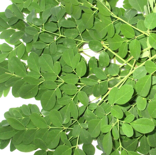 Moringa oleifera Dried Leaves/ Leaves Powder 100% Organic Herbal Tea for Winter
