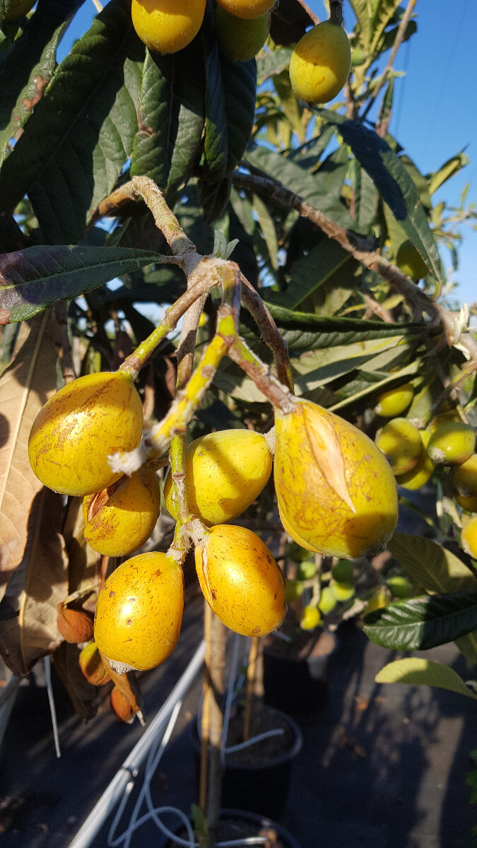 Néflier du Japon en godet d'Eriobotrya japonica pour jeune fruitier de jardin