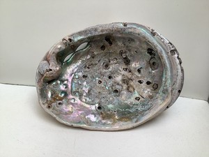 Vintage Old 9.5” Natural Abalone Shell Green, White & Pink Not Polished