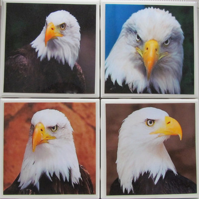 Ceramic Tile Coaster - Eagles - Set of 4  (Buy Any 2 Sets - Get 1 Set Free) - A