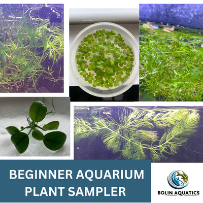 Beginner Aquarium Plant Sampler   5 Species   Easy Low Tech Live Plants