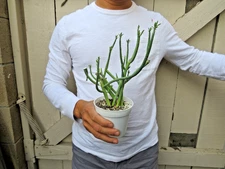 Euphorbia Mauritanica Succulent 