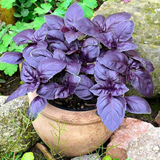 Herb – Basil 'Dark Opal' Plug Plants x 3 – Striking Purple Leaves!