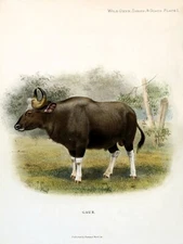 10548.Decoration Poster.Home Room wall.Art print design.Gaur animal illustration