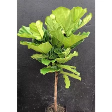 Fiddle Leaf Fig Tree-Live Plant in a 10 In. Pot-Ficus Lyrata-Florist Quality Air