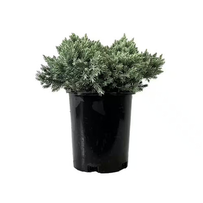 2.5 Qt. - Blue Star Juniper Live Shrub with Icy Blue Folliage