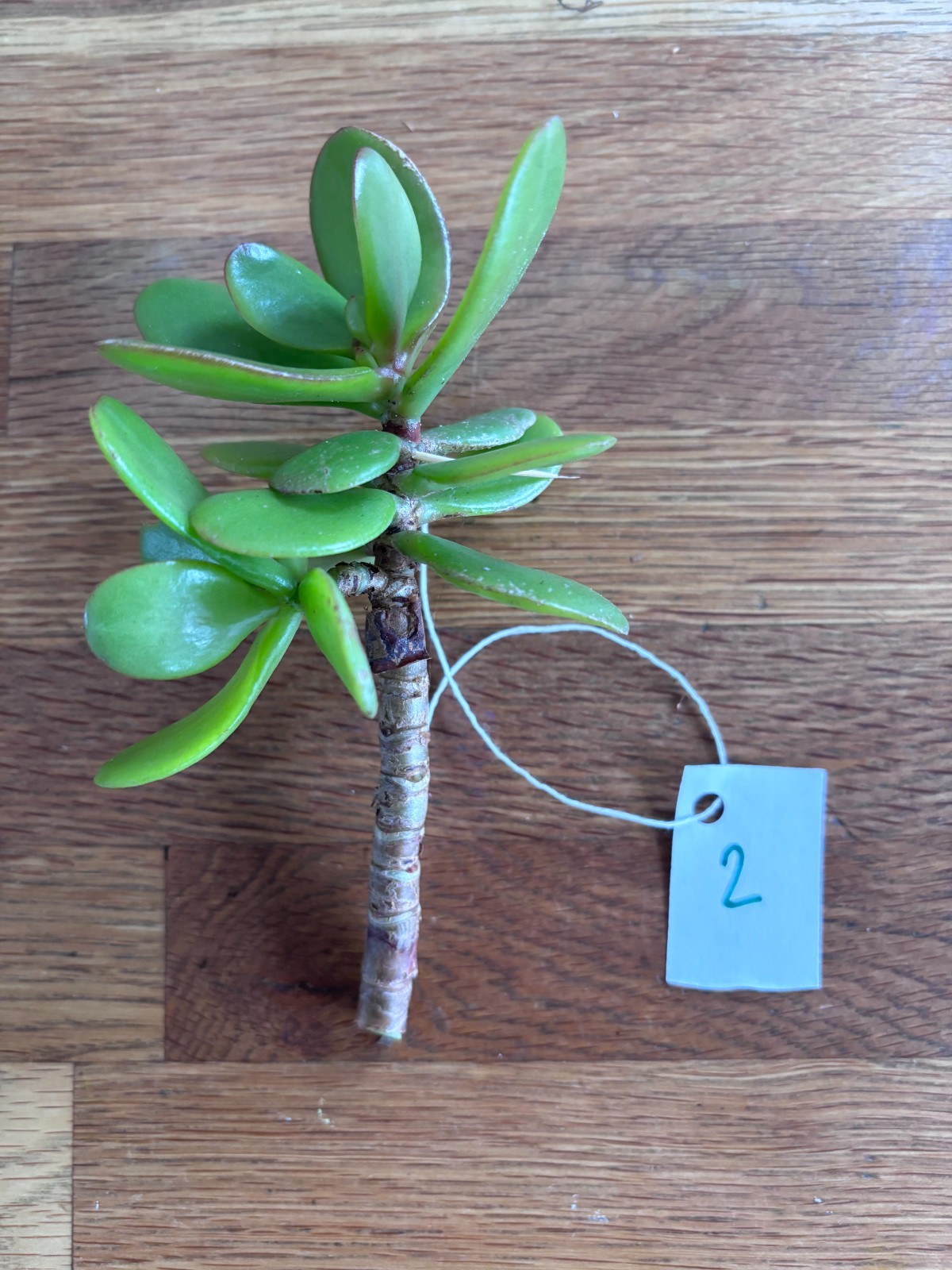 Bonsaï Crassula Ovata, jeune Arbre de Jade sélectionné aux feuilles charnues vert foncé