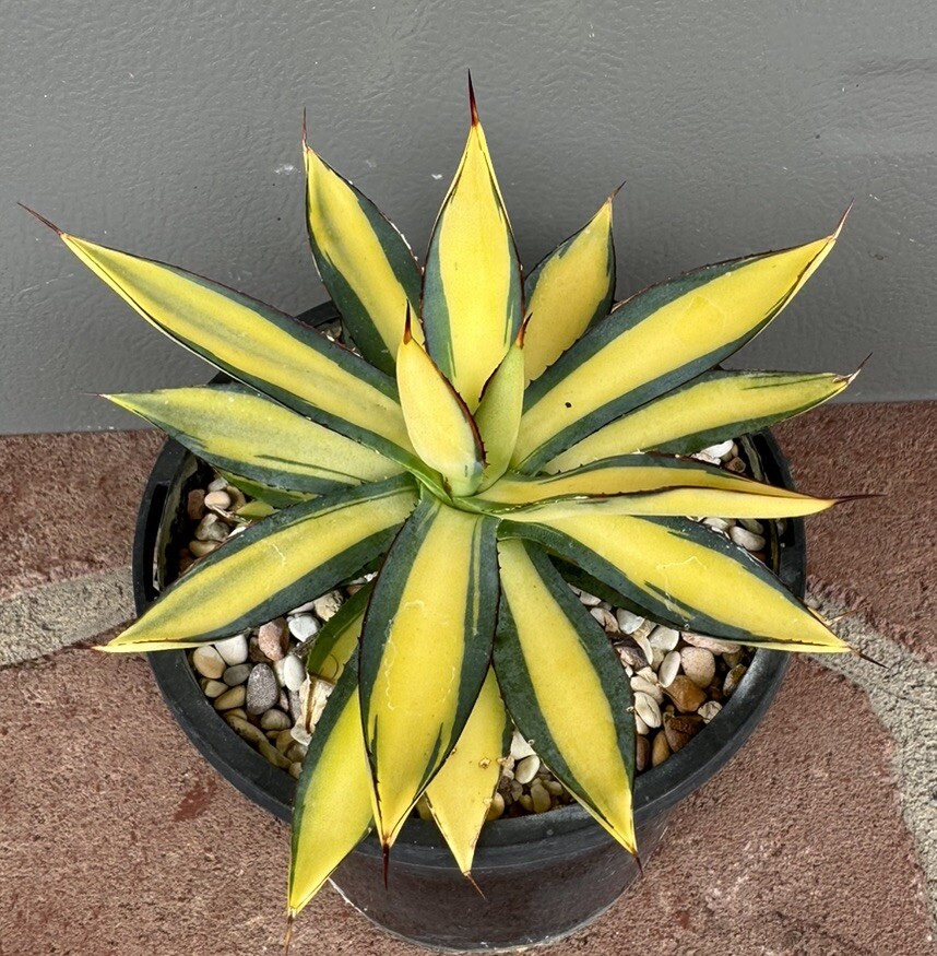 Agave burnt burgundy Medoipicta Variegated Rare Plant 12cm pot