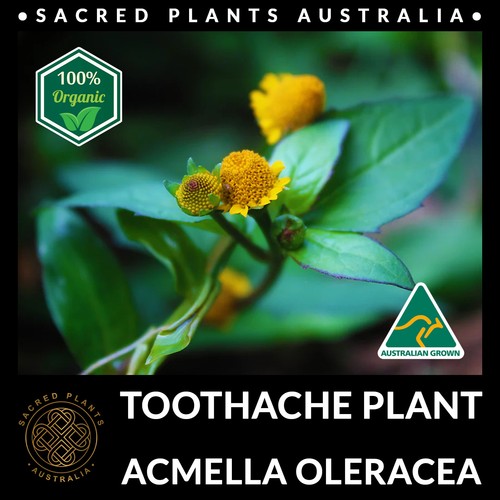 BUZZ BUTTONS 30 Seeds | Acmella Oleracea Medicinal Toothache Plant Rare Exotic - Picture 6 of 10