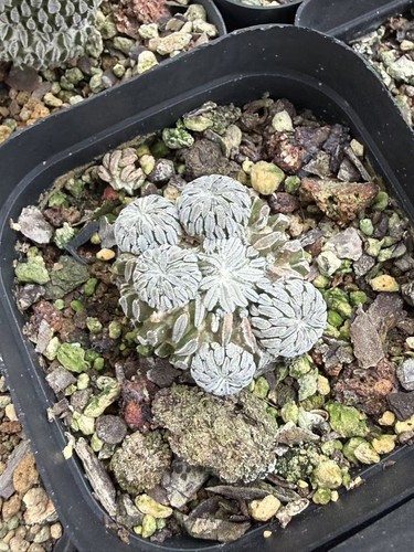 Rara Succulenta Pelecyphora aselliformis autoradice decorazione giardino boutique 2-3 cm - Foto 1 di 2